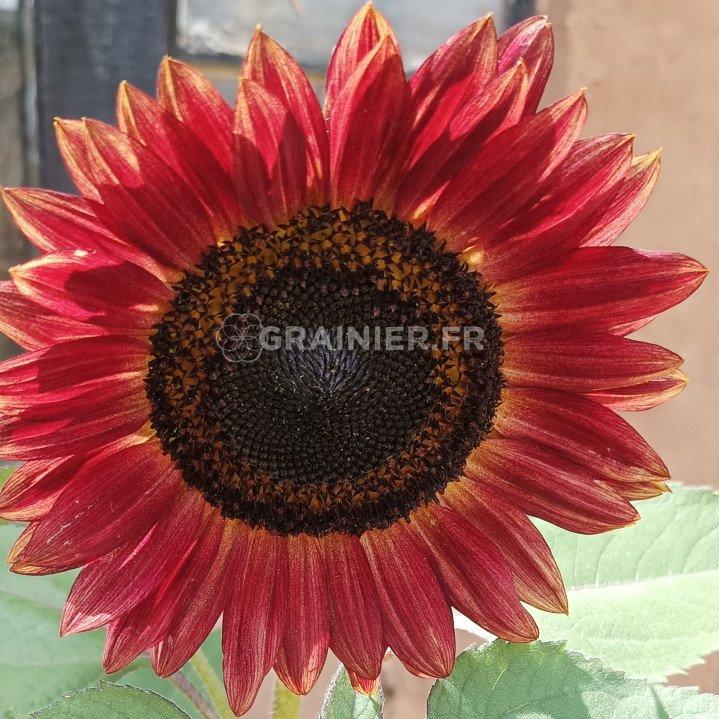 Sunflower mixture image